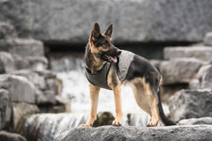 Dog Cooling Vest